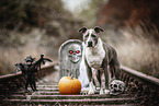 American-Staffordshire-Terrier-Mongrel