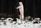American-Staffordshire-Terrier-Mongrel