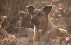 Malinois-Mongrel