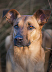 Malinois-Mongrel