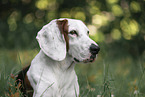Greek-Italian-Bracke-Mongrel