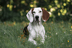 Greek-Italian-Bracke-Mongrel