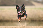 mongrel in autumn