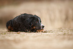 mongrel in autumn