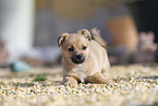 Puppy