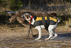 2 dogs
