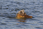 swimming Mongrel