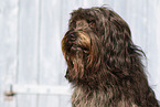 Mongrel Portrait