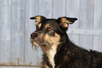 Mongrel Portrait
