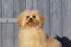 Mongrel Portrait