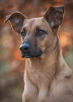 Malinois-Mongrel