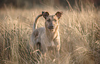 Malinois-Mongrel