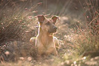 Malinois-Mongrel
