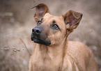 Malinois-Mongrel