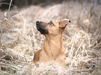 Malinois-Mongrel
