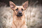 Malinois-Mongrel