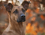 Malinois-Mongrel