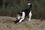 Jack-Russell-Terrier-Mongrel