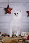 white Miniature-Spitz-Mongrel