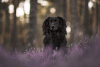 Shepherd-Collie in heath
