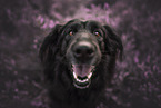 Shepherd-Collie in heath