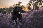 Shepherd-Collie in heath