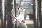 male mongrel