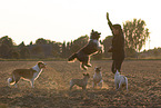 5 dogs