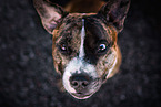 adult mongrel