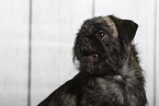 mongrel in studio