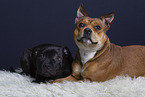 2 dogs