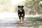 Rottweiler-Mongrel