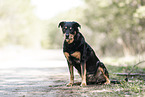 Rottweiler-Mongrel