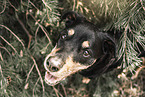 Rottweiler-Mongrel