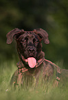 male Boxer-Mongrel