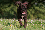 male Boxer-Mongrel