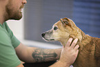 male Mongrel