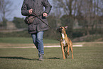 Whippet-Boxer at raining