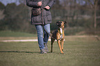 Whippet-Boxer at raining