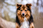 Sheltie-Spitz Portrait
