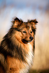 Sheltie-Spitz Portrait