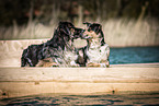 2 dogs