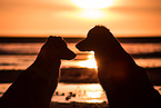2 dogs