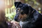 Shepherd-Hovawart