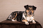 Shepherd-Hovawart
