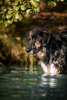 Shepherd-Hovawart