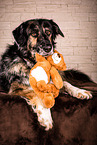 Shepherd-Hovawart