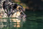 Shepherd-Hovawart