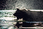Shepherd-Hovawart