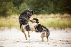 2 dogs